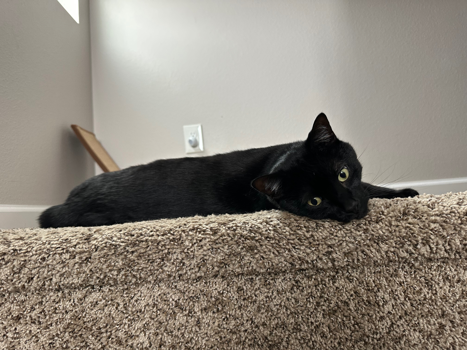 Salem the cat, photo 1