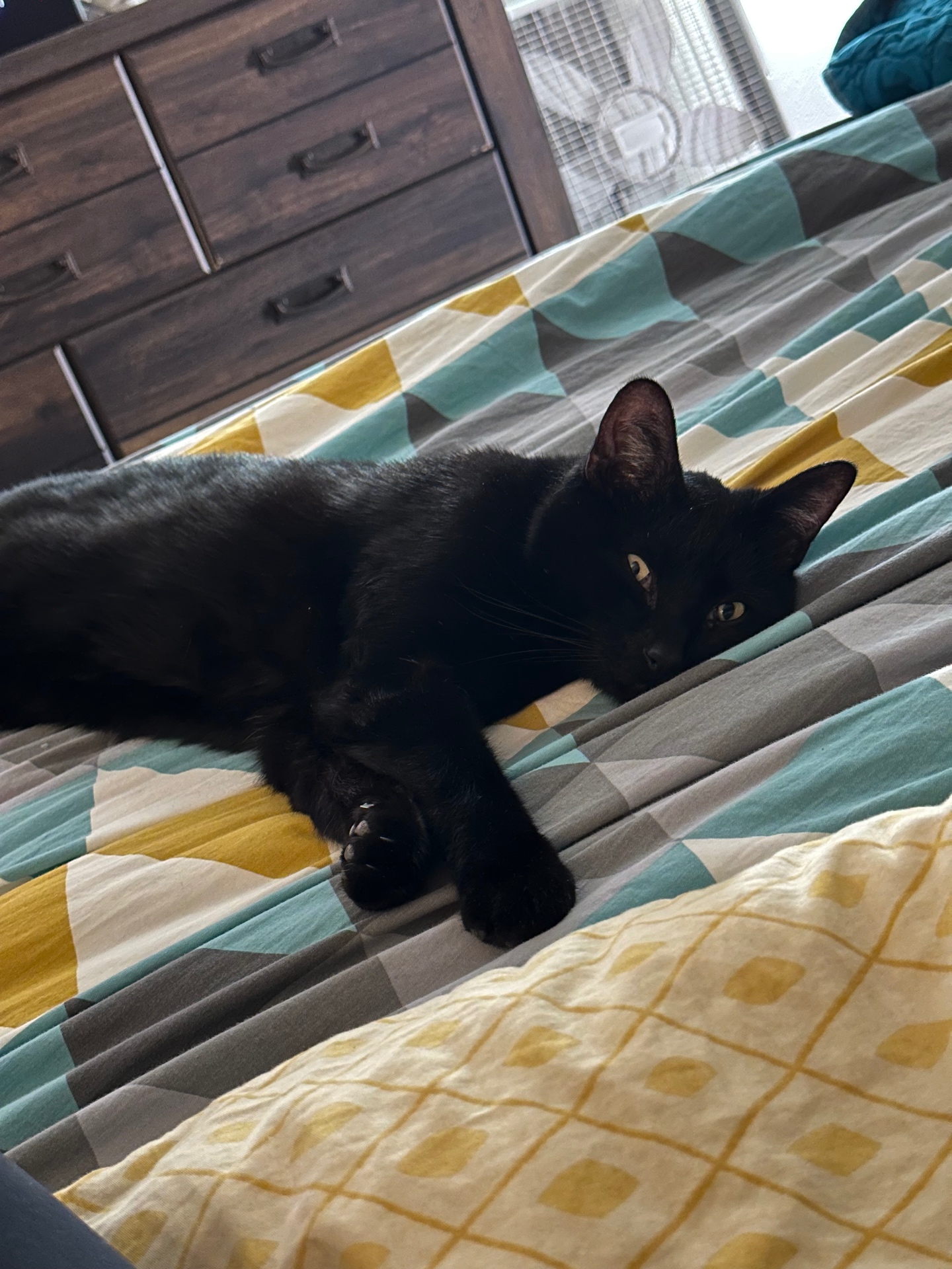 Salem the cat, photo 3
