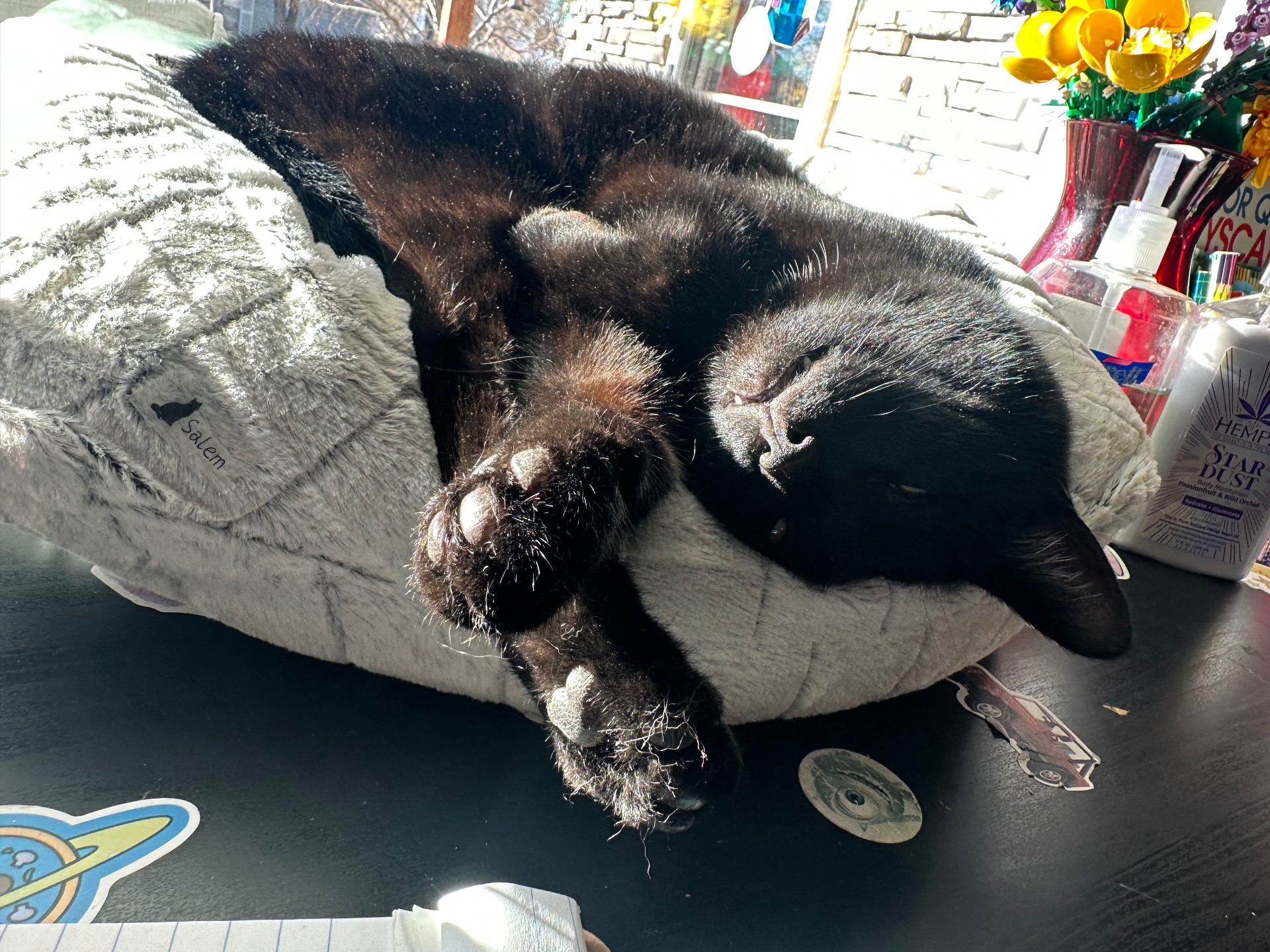 Salem the cat, photo 2